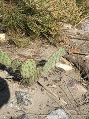 Opuntia phaeacantha