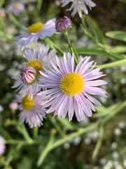Boltonia asteroides