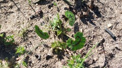 Pelargonium elongatum