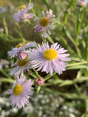 Boltonia asteroides