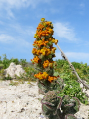 Manulea tomentosa