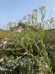 Boltonia asteroides