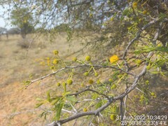 Vachellia erioloba