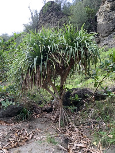 Pandanus boninensis iNat (1)