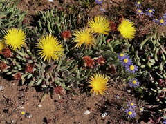 Cheiridopsis rostrata
