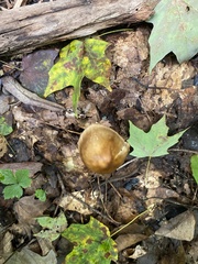 Leratiomyces squamosus