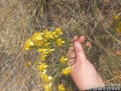 Lasiosiphon polycephalus