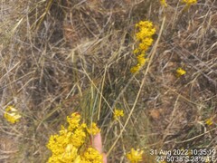 Lasiosiphon polycephalus