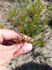 Diosma