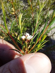 Diosma