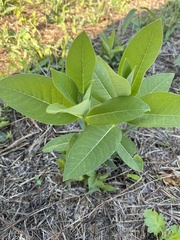 Asclepias syriaca
