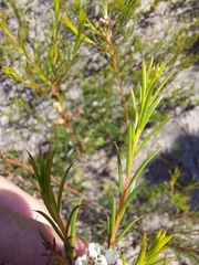 Diosma