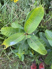Asclepias syriaca
