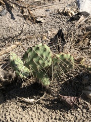 Opuntia littoralis