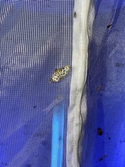 Anania hortulata