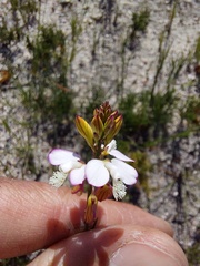 Polygala garcinii