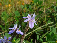 Moraea setifolia
