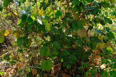 Piliostigma thonningii