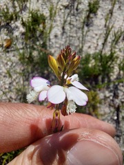 Polygala garcinii