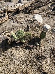 Opuntia littoralis