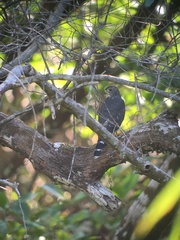 Harpagus bidentatus
