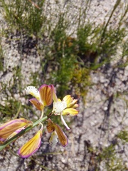 Polygala garcinii