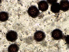 Scleroderma septentrionale