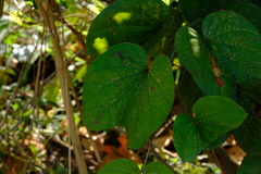 Piliostigma thonningii