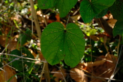 Piliostigma thonningii
