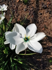 Aristea cantharophila