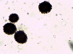 Scleroderma septentrionale