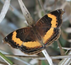 Junonia