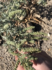 Ambrosia acanthicarpa