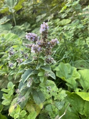 Mentha longifolia