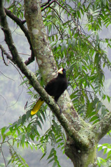 Psarocolius decumanus