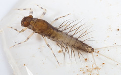 Leptophlebiidae