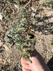 Ambrosia acanthicarpa