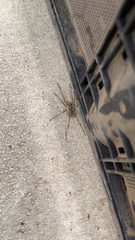 Lycosidae