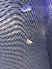 Lomographa bimaculata