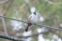 Pycnonotus aurigaster