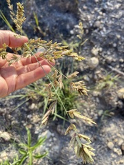 Eragrostis secundiflora