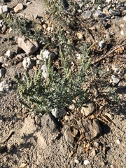 Ambrosia acanthicarpa