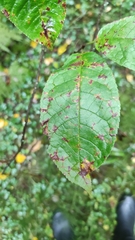 Pucciniastrum areolatum