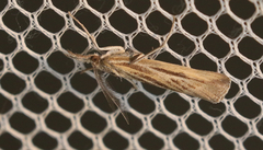 Thaumatopsis pexellus