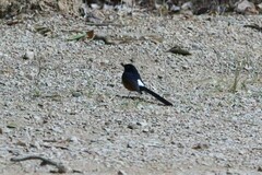 Copsychus malabaricus