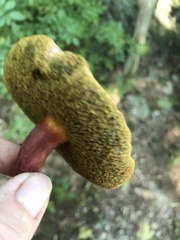 Cyanoboletus pulverulentus