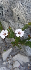 Adenandra