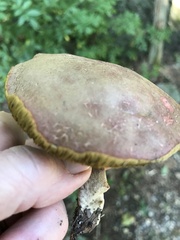 Cyanoboletus pulverulentus