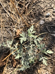 Ambrosia chamissonis