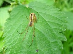 Metellina segmentata